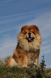 CHOW CHOW 406